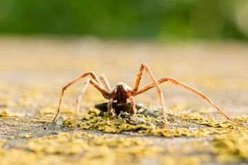 Spider staying in attack pose on the yellow moss