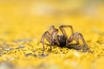 Yellow spider on the ground covered with yellow moss