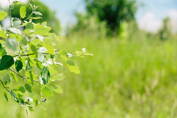 Green leaves close-up on a background of blurred greenery in the park	