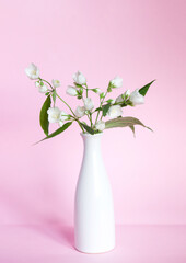 Blooming jasmine in a white ceramic vase on a pink background. Art concept. Scandinavian interior design, no people. Spring still life	