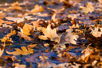Oak leaves lie on slightly frozen water surface