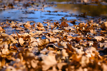 Oak leaves lie on slightly frozen water surface