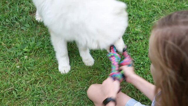 A teenage girl plays with a white fluffy husky dog Samoyed in summer on the green grass. The dog bites and drags the toy rope.  Close-up. Friendship of children and animals, pets, training concept