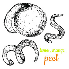 Lemon and orange peel. Hand drawn. Black and white sketch. Isolated white background. Engraving. packaging, labels