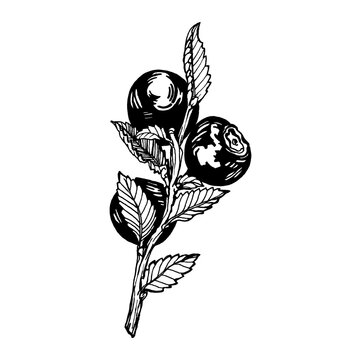 Blueberry on twigs with leaves and berries (bilberry, whortleberry, huckleberry, hurtleberry, blaeberry). Black and white outline illustration, hand drawn work isolated on white background