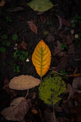 Copyright by Felix Wendlandt