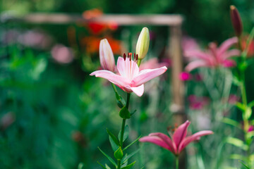Fototapeta premium Beautiful lily flower on a background of green leaves. Lily flowers in the garden. Background texture with burgundy buds. Image of a flowering plant with crimson flowers of a varietal lily.