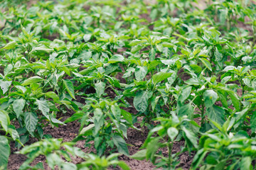Bunch of green pepper on a plant during ripening. Outdoors.