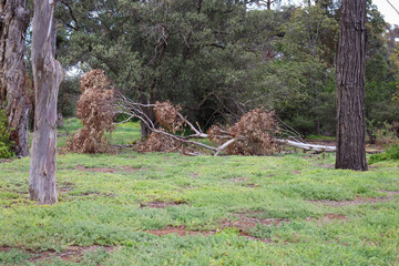 trees in rural landscape with fallen eucalyptus