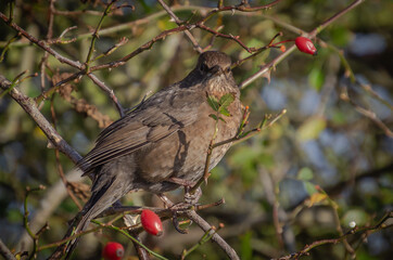 blackbird in tree in winter