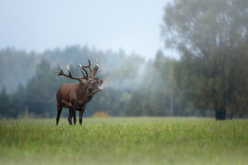 Stunning view of the noble roaring deer.  A big royal red stag with large branched antlers in the...
