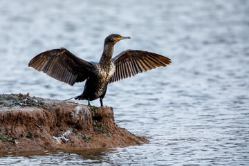 A cormorant with spread wings