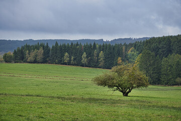 In Saarland forests, meadows and solitary trees in autumn look.