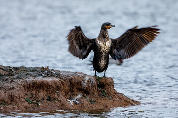 A cormorant with spread wings