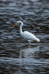 A great white egret at fishing