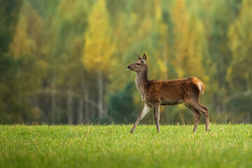 Colorful autumn landscape. A young female royal red deer walks through a sunny meadow. Close-up. Trophy.