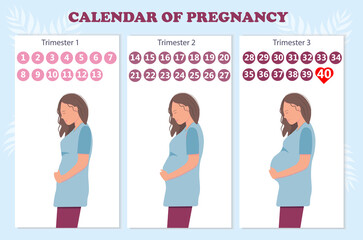 The calendar of pregnancy trimesters with pregnant woman, healthy pregnancy concept, flat vector illustration