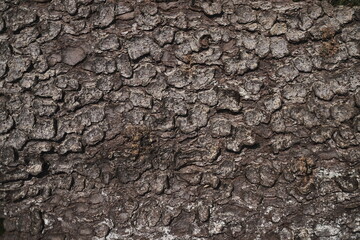 Naklejka premium Close-up photograph of cracked brown bark of tree. Weathered Isolated Surface. Natural Wood. Wallpaper, Patterns and textures concept. 