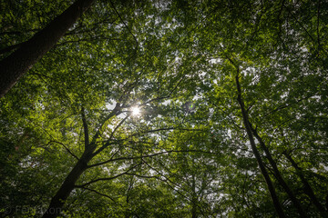 Copyright by Felix Wendlandt