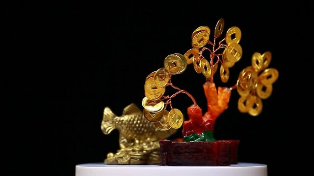 footage of money tree gold fish dark background 