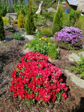 large beautifully blooming bushes of red and purple rhododendrons on a flower bed .Spring flowering garden plants