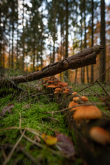 Copyright by Felix Wendlandt