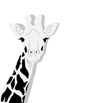 drawing of a giraffe