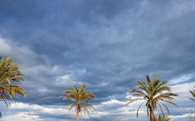 Fototapeta na wymiar Cielo con nubes y palmeras
