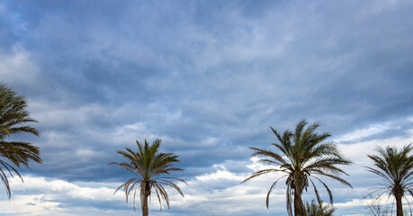 Obraz premium Cielo con nubes y palmeras