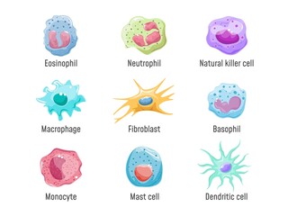 Cells lymphocyte. Immune system human anatomy, blood cell or leukocytes nk fibroblast macrophage Eosinophil Neutrophil Basophil and Dendritic, cartoon set exact vector illustration