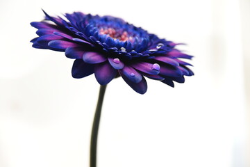 flower isolated on white background
