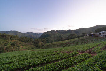 Green fresh tea or strawberry farm, agricultural plant fields in Asia. Rural area. Farm pattern texture. Nature landscape background. Chiang Mai, Thailand.