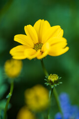 a yellow flower in green field