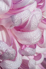 closeup of chrysanthemum petals with waterdrop