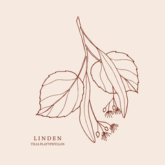 Hand drawn linden twig illustration