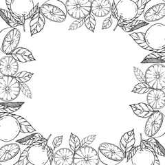 Orange fruits and leaves background with linear vector illustration