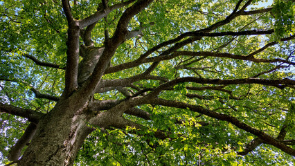 Baum