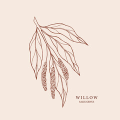 Hand drawn willow branch illustration - obrazy, fototapety, plakaty
