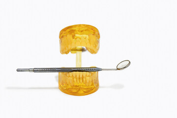 jaw model with baby milk and permanent teeth changing, during teething on white background,...