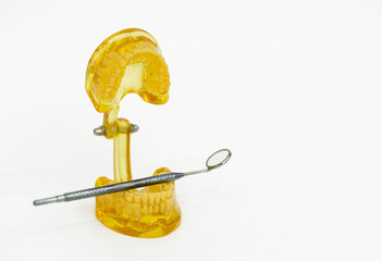 jaw model with baby milk and permanent teeth changing, during teething on white background,...
