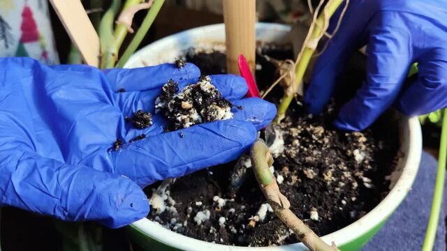 Pot with a flower covered with mold. High humidity in the soil of a home plant. Close-up of white spores of the fungus. Too much water and improper watering of the plants. Pieces of mold and mildew	