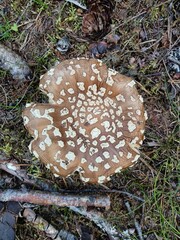 closeup of the top of a brown mushroom