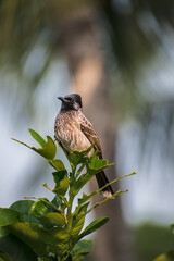 Red vented bulbul