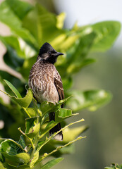 A cute bird red vented bulbul so beautiful