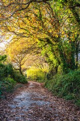 Avenue of Oaks in fall colors, Kingswear, Brixham, Devon, England, Europe