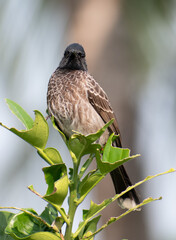 Red vented bulbul angry look 