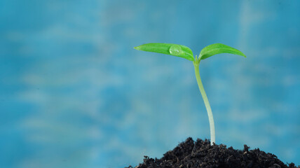 green,black,agriculture,life,soil,springtime,concept,organic,seedling,ecology,growing,fresh,small,sprout,botany,sprig,background,technology,science,laboratory