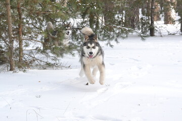 Alaskan malamute on vacation in winter