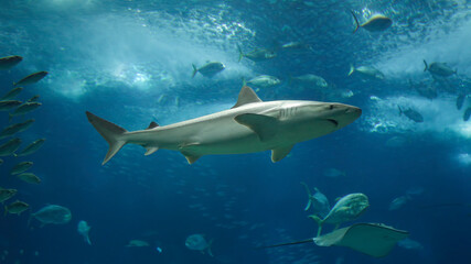 Sea aquarium shark close-up