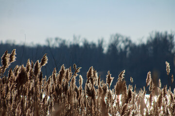 reeds at sunset